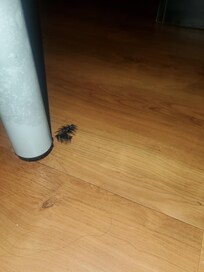 Old lashes that wasn't mines