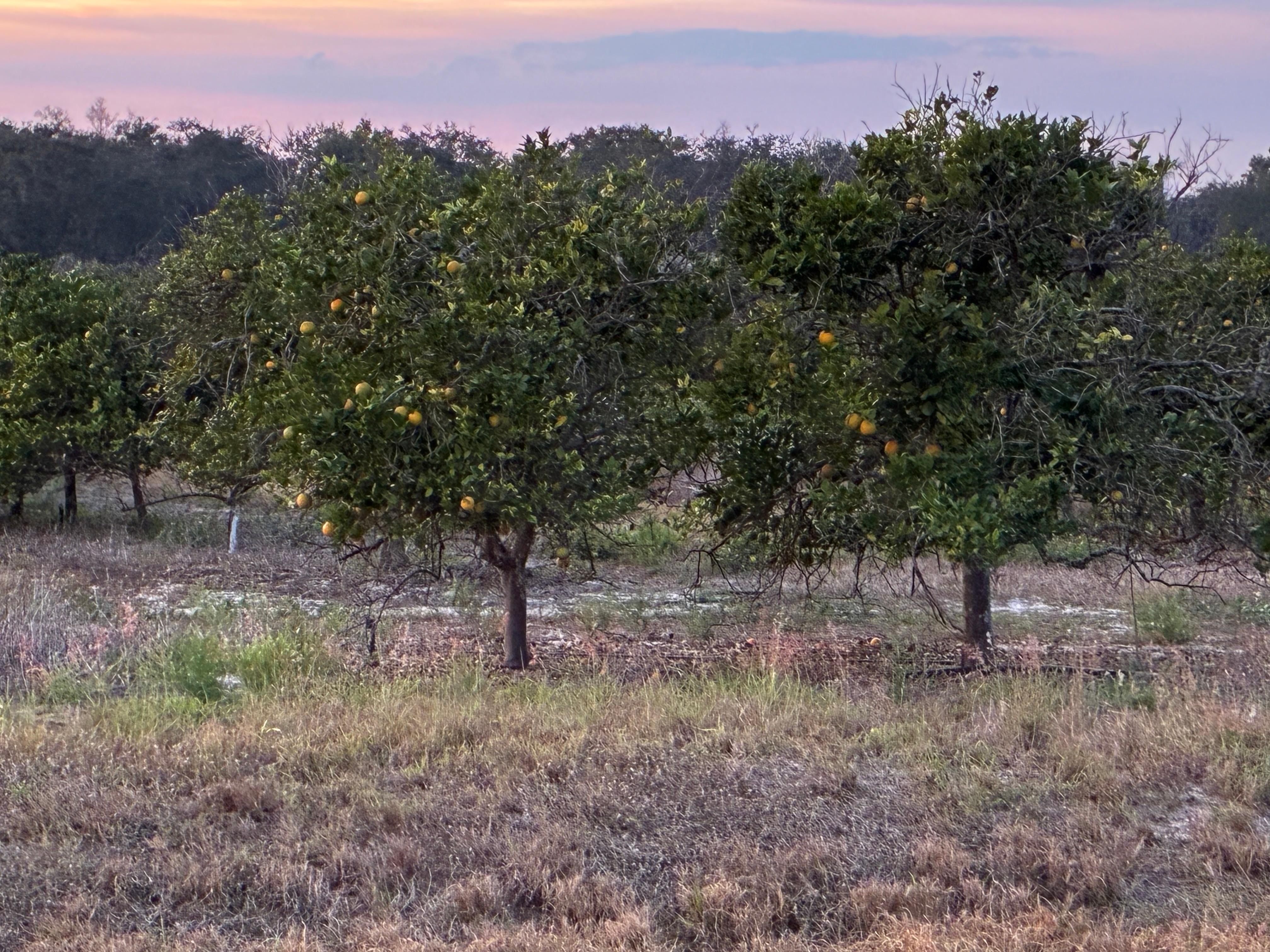 Orange grove down the street from home 