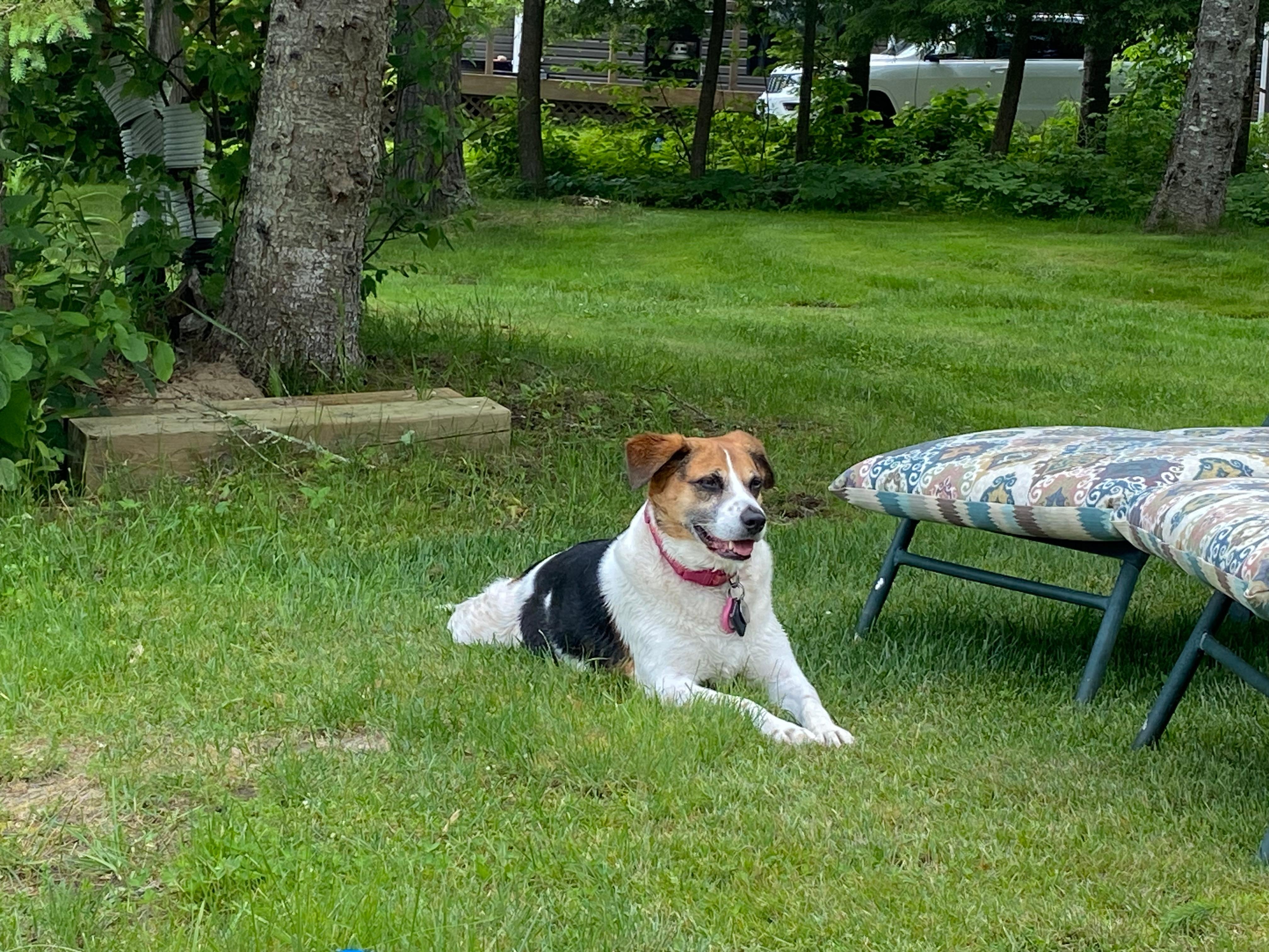 Our Holly was in love with the soft cool grass. 