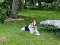 Our Holly was in love with the soft cool grass.