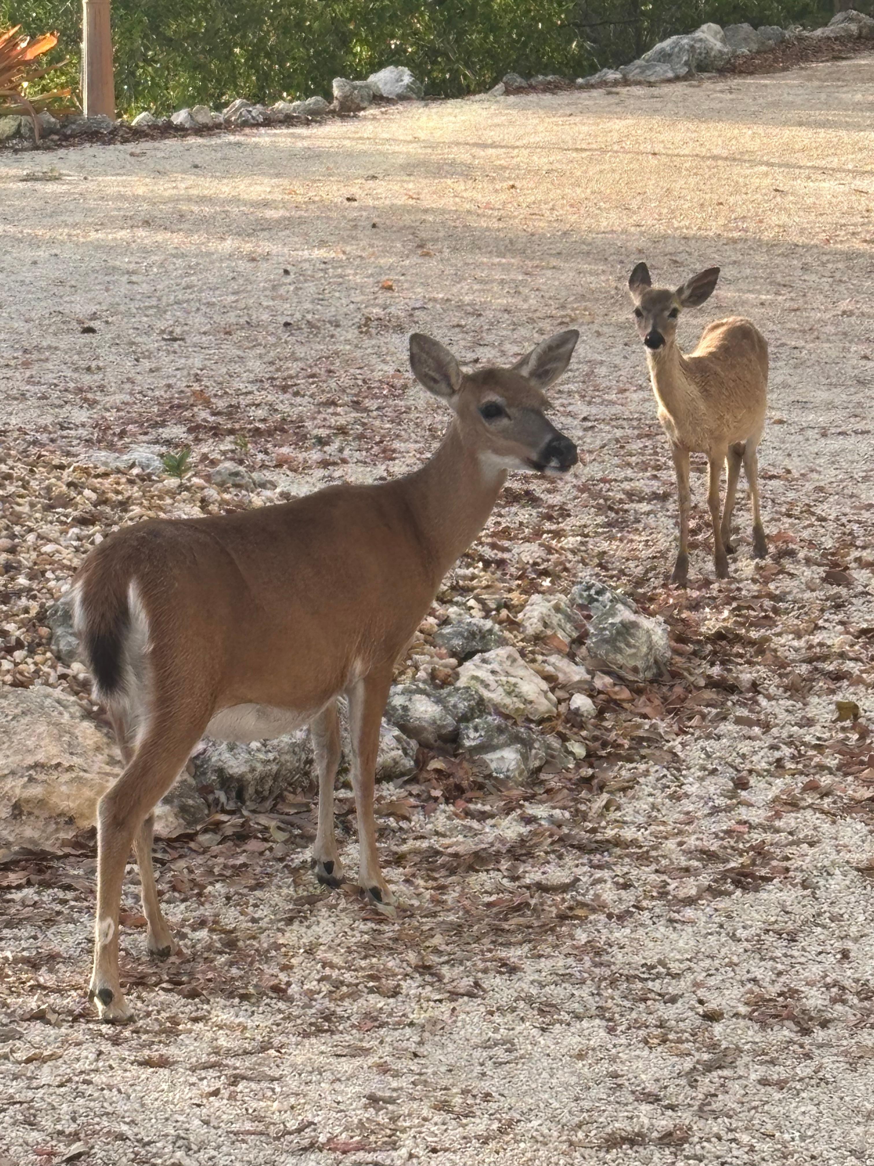 Key deer on site 
