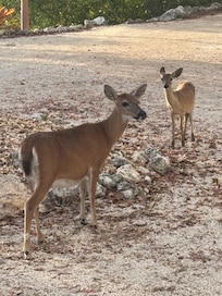 Key deer on site