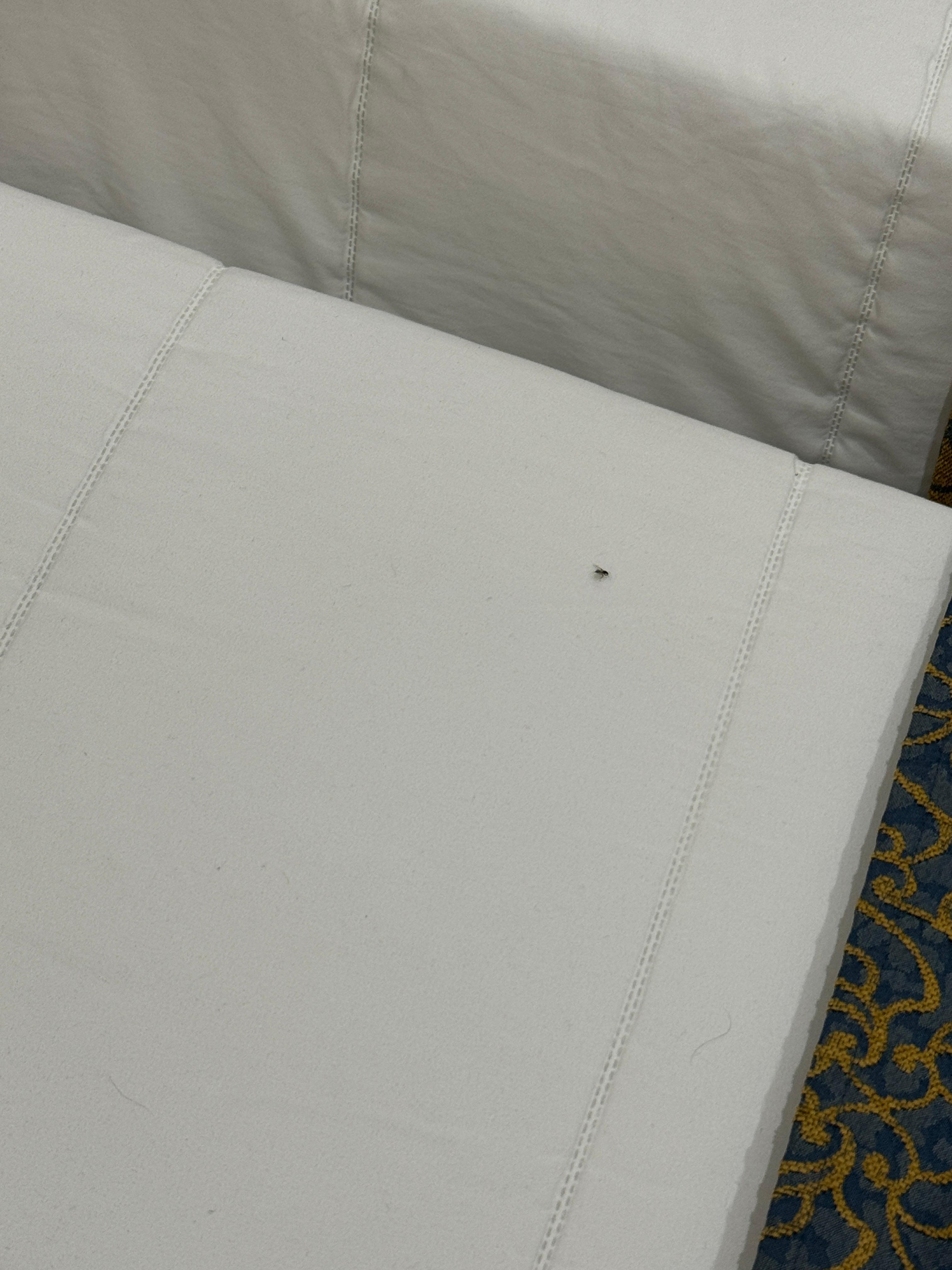 Bug crawling all over