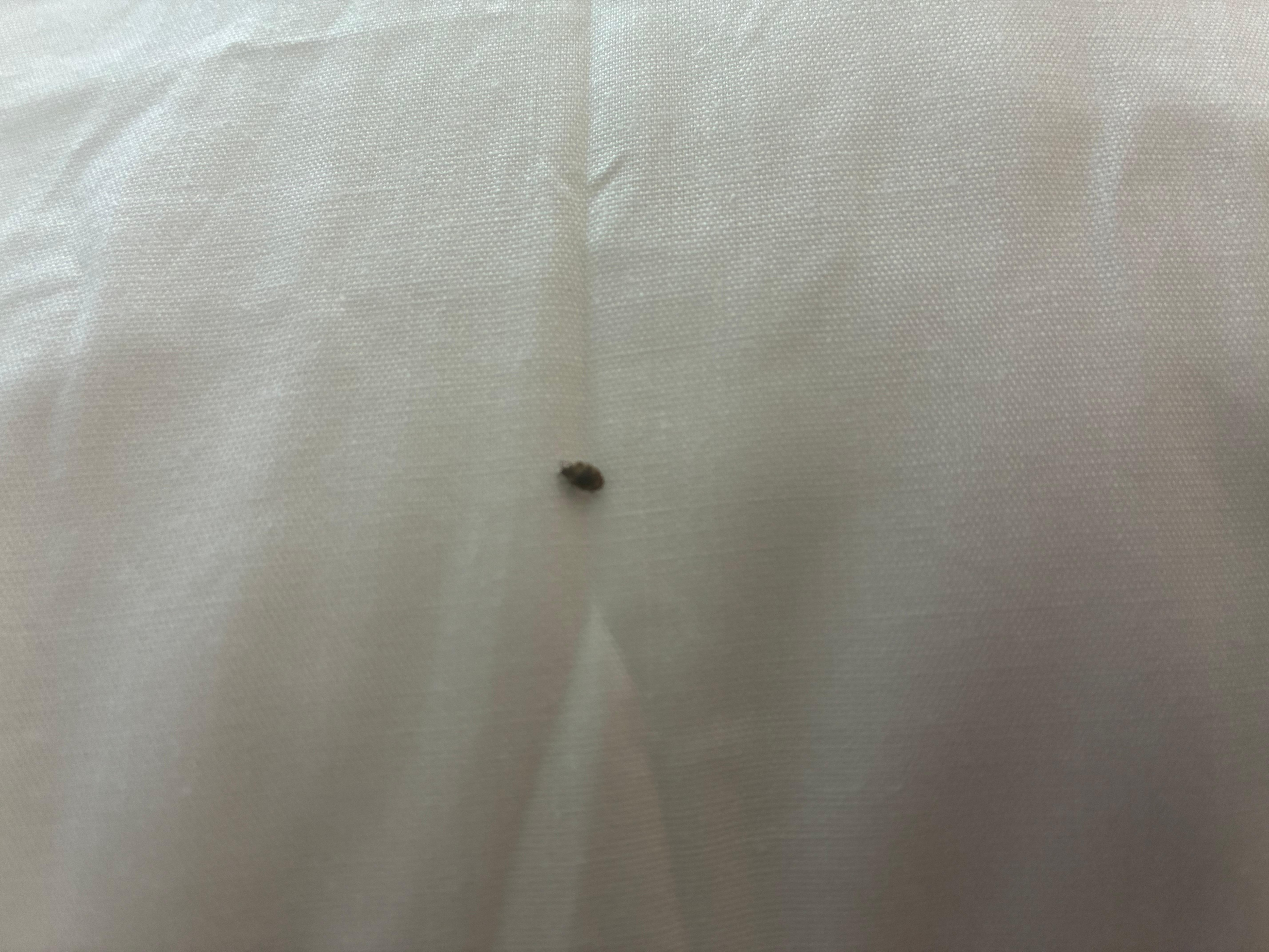 I woke up and a bed bed was crawling on the pillow beside me 