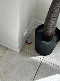 More bug traps