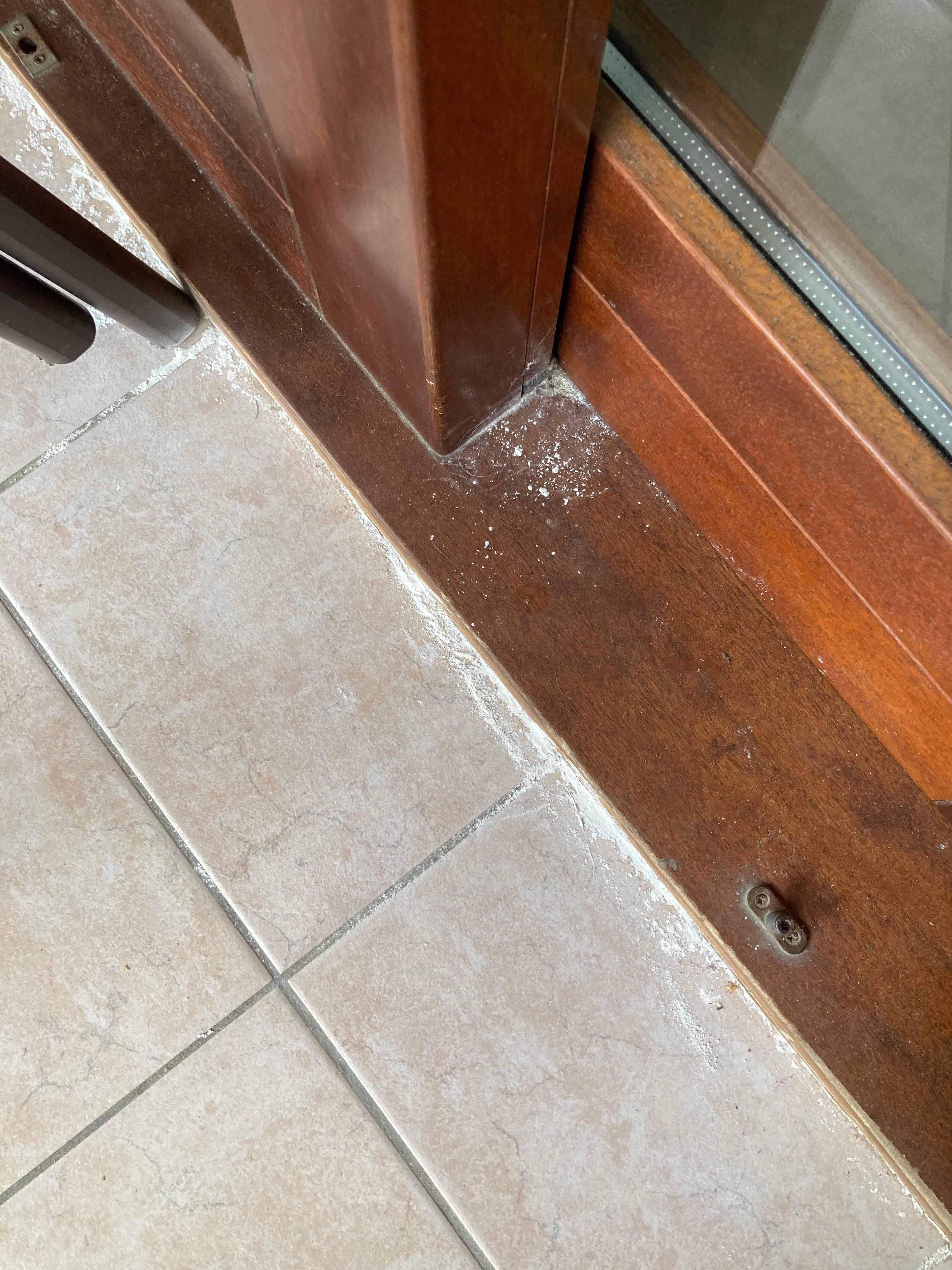 Ameisen auf der Terrasse 