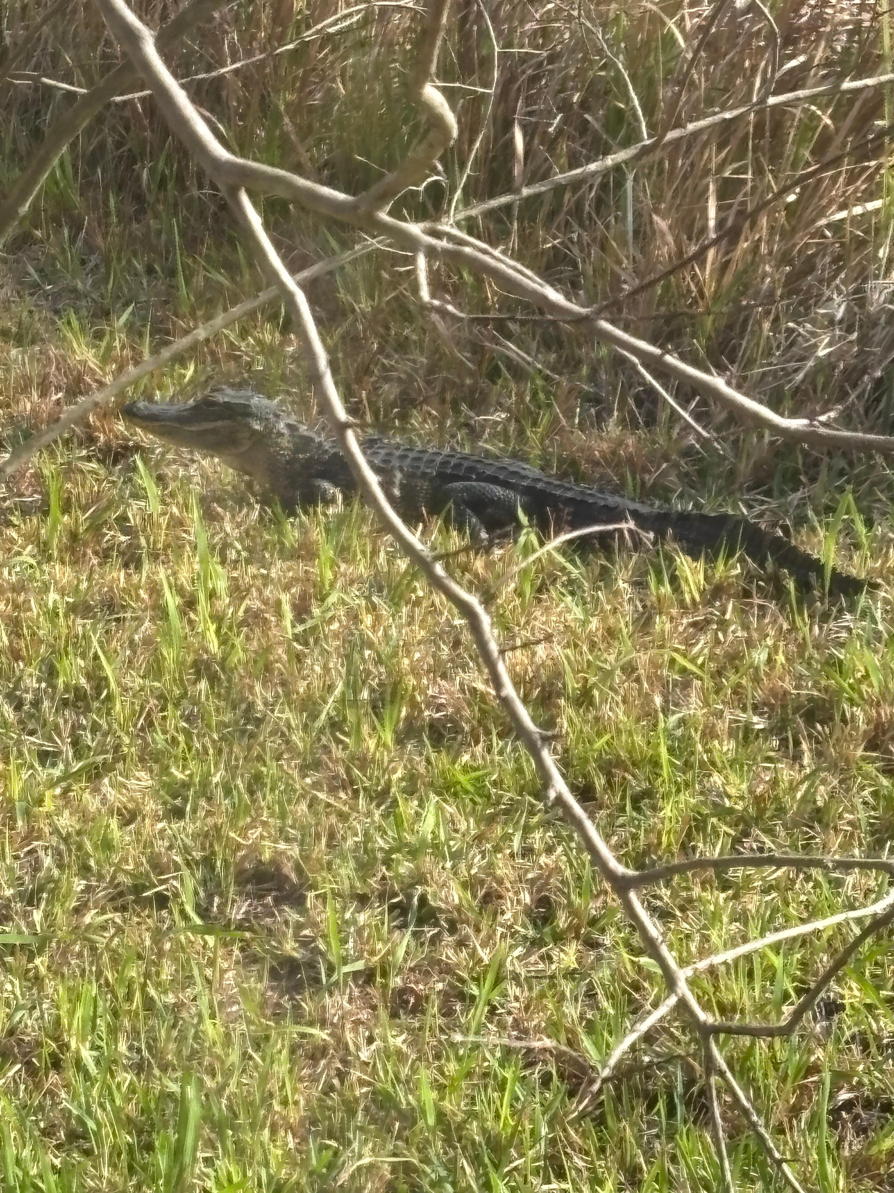 4-ft alligator behind the house!