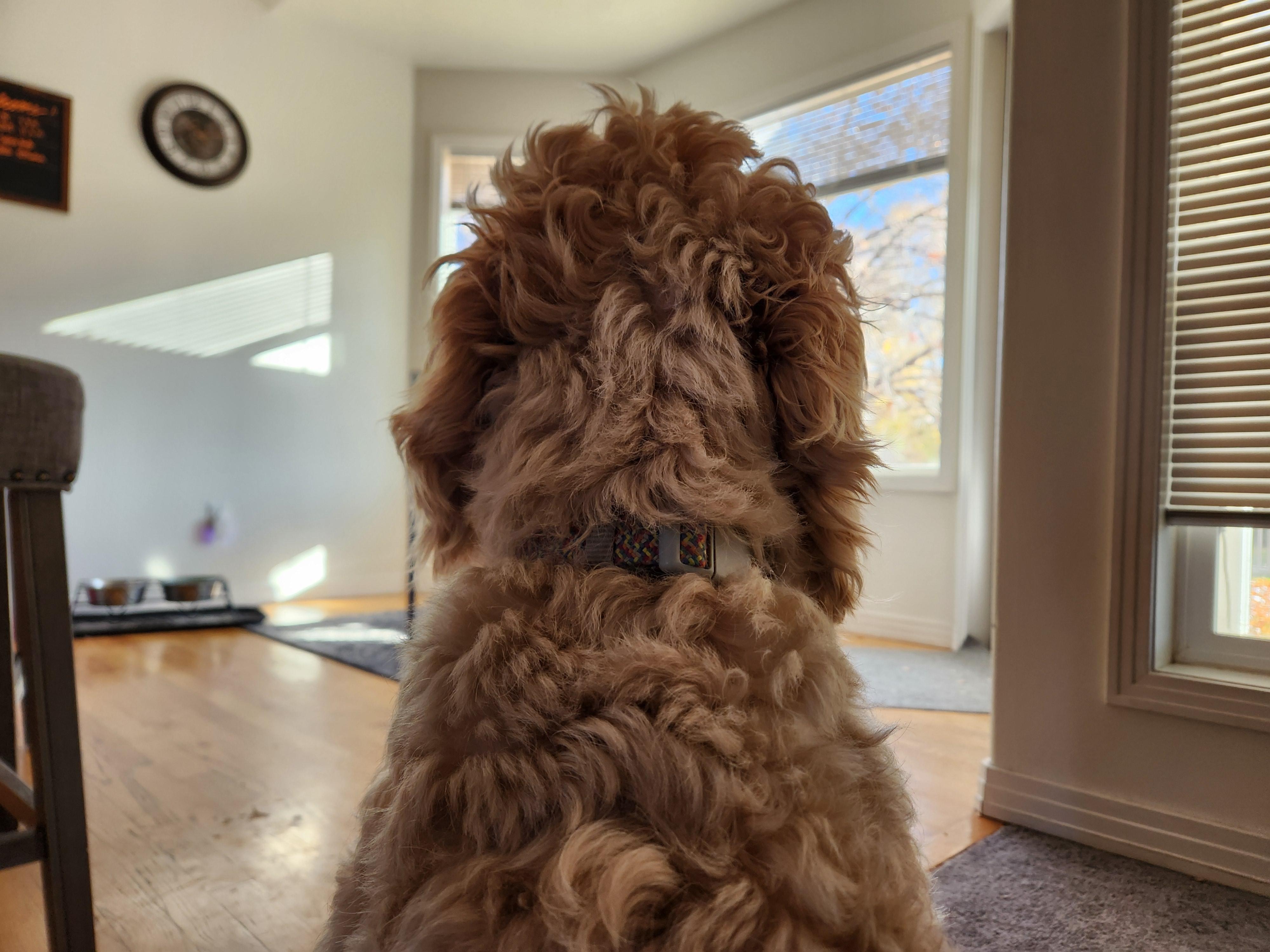 Our golden doodle Jackson keeping an eye on one of the squirrels out back. 