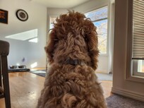 Our golden doodle Jackson keeping an eye on one of the squirrels out back.