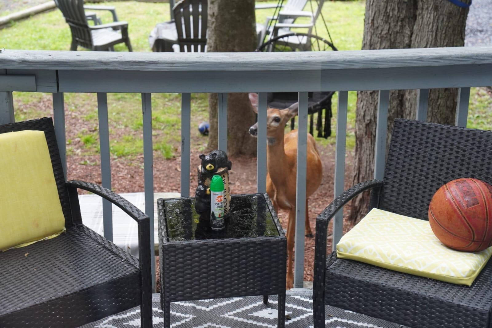 Feeding the deer that came right up to the porch. The kids were so excited. 