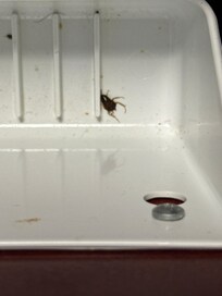 Roach 2 found in kitchen drawer under sink first day
