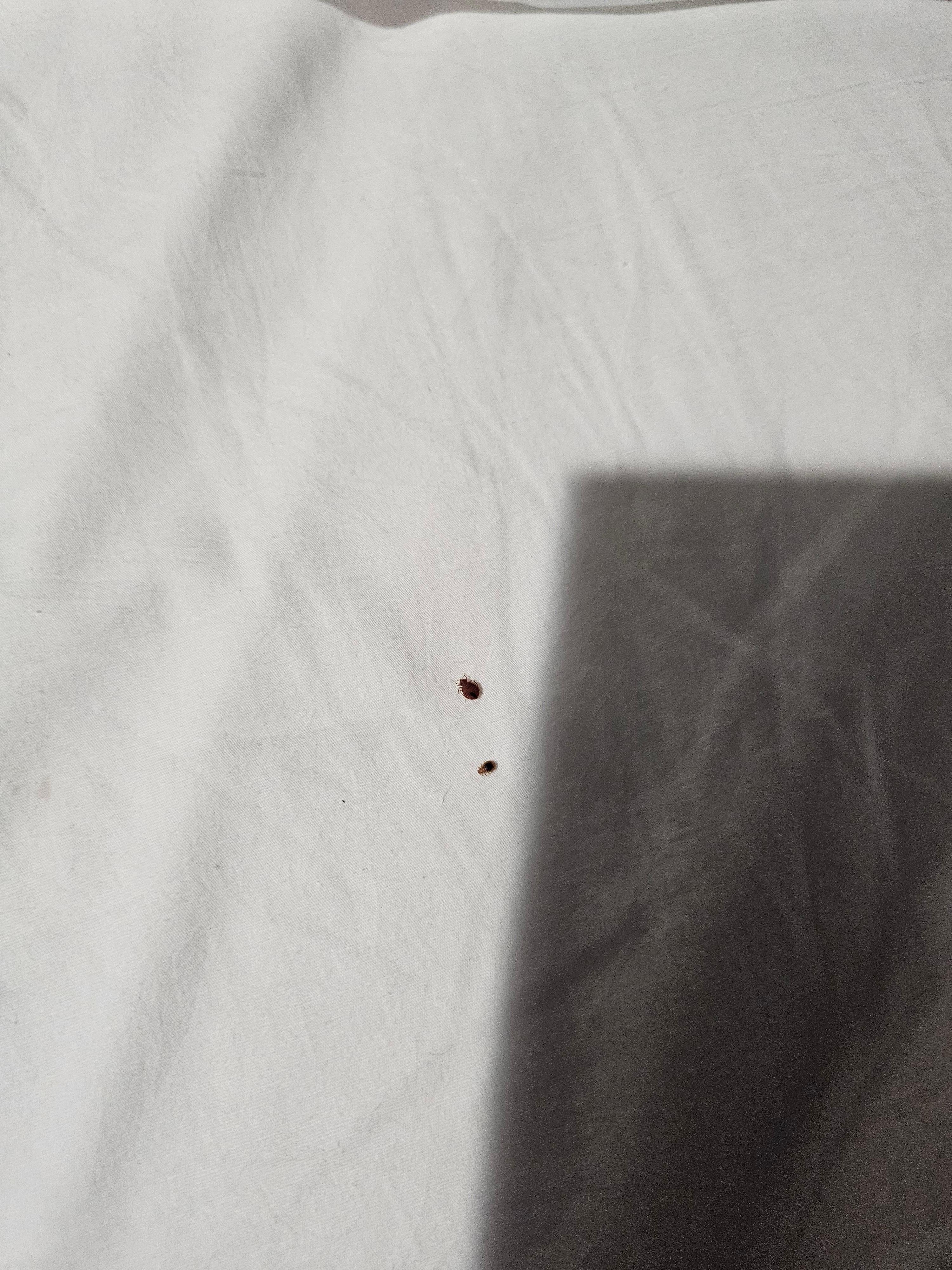 Chinches en la cama tuvimos que tirar la ropa mi esposa y yo, sabana sucia y aire acondicionado no servia