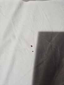 Chinches en la cama tuvimos que tirar la ropa mi esposa y yo, sabana sucia y aire acondicionado no servia