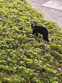 A little bear friend visiting on our last day