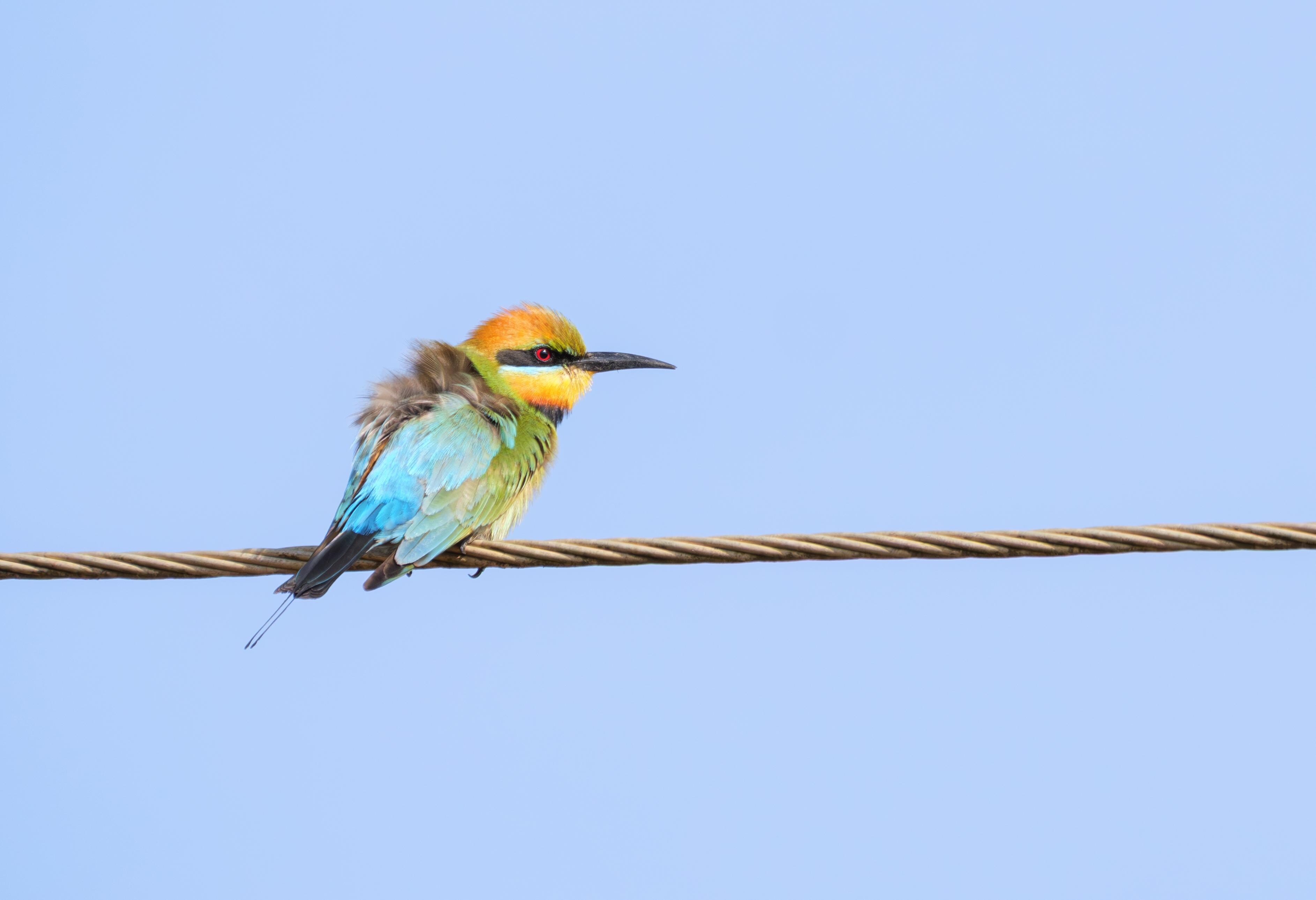 Rainbow Bee-eater