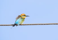 Rainbow Bee-eater