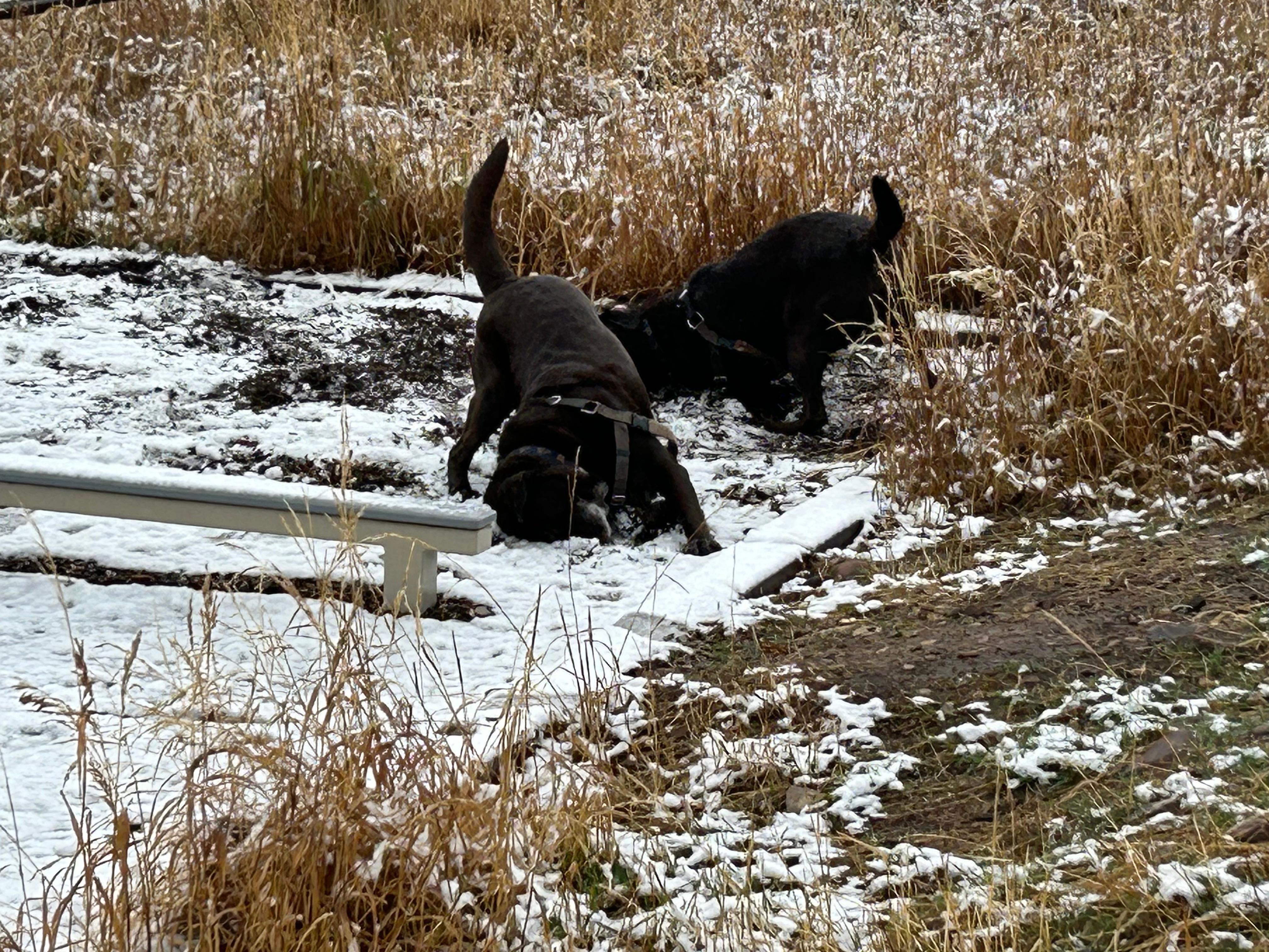 My dogs tried to make snow angels. 