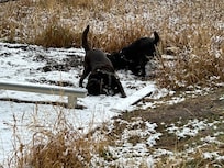 My dogs tried to make snow angels.