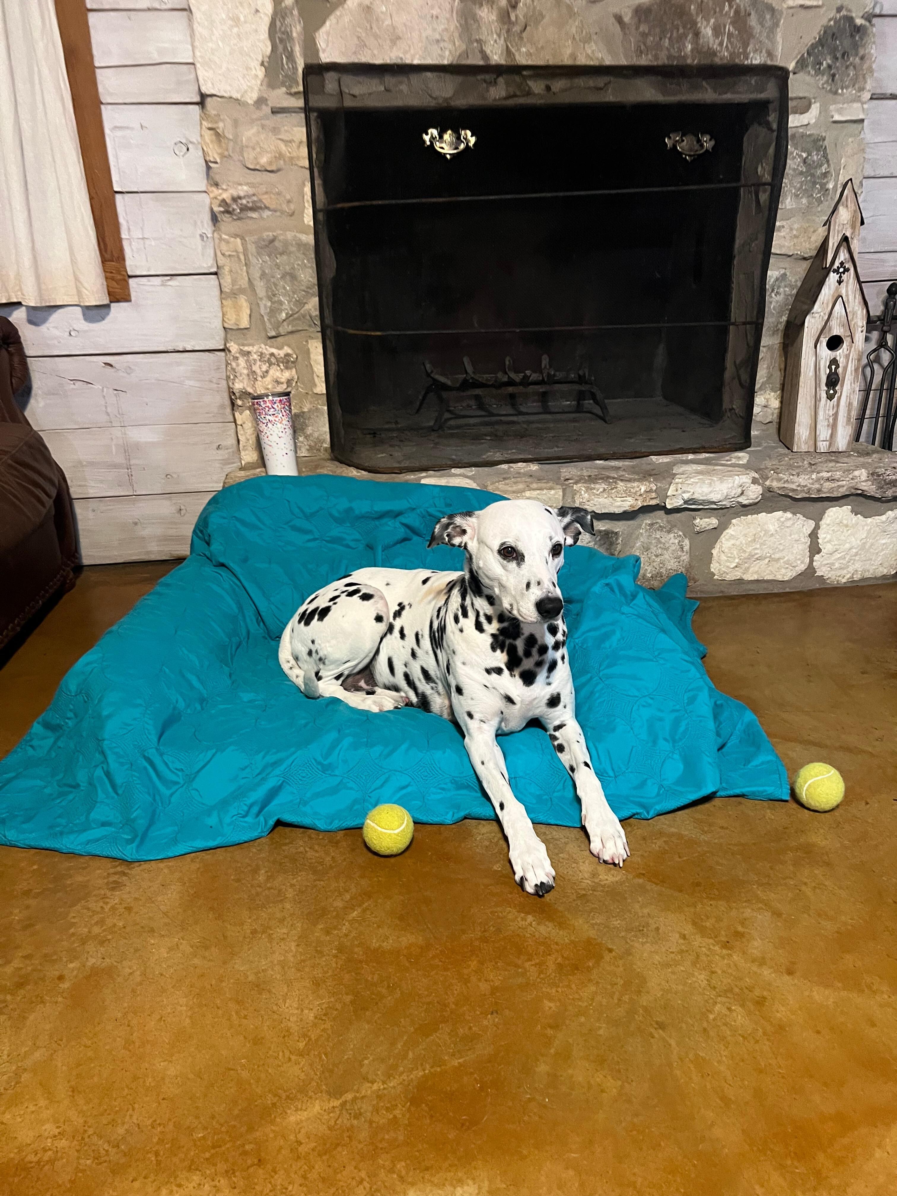 Piper is not a fan of the fireworks or the rain. She stayed comfy by the fireplace.