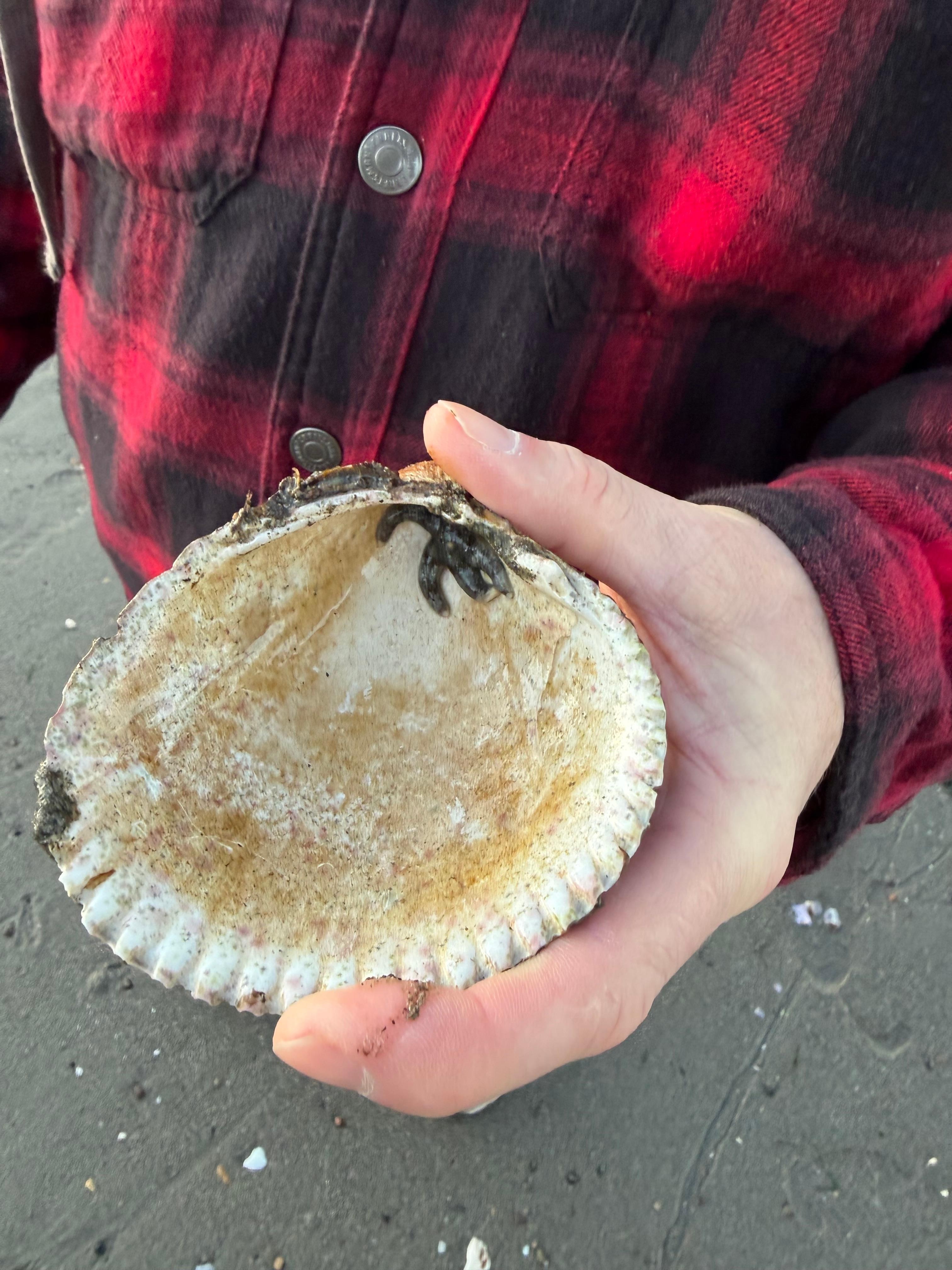 Returned this baby star fish to the ocean.  