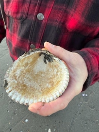 Returned this baby star fish to the ocean.