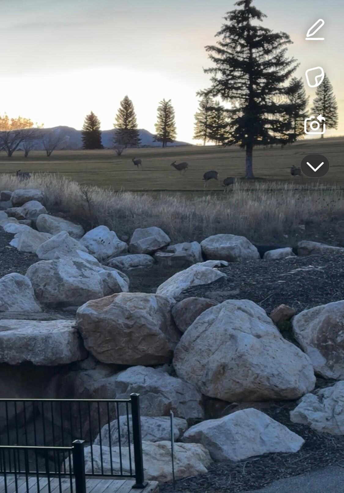 Mule deer walk up in the mornings 