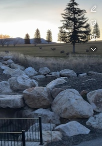 Mule deer walk up in the mornings