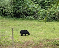 The bear that walked down the driveway.