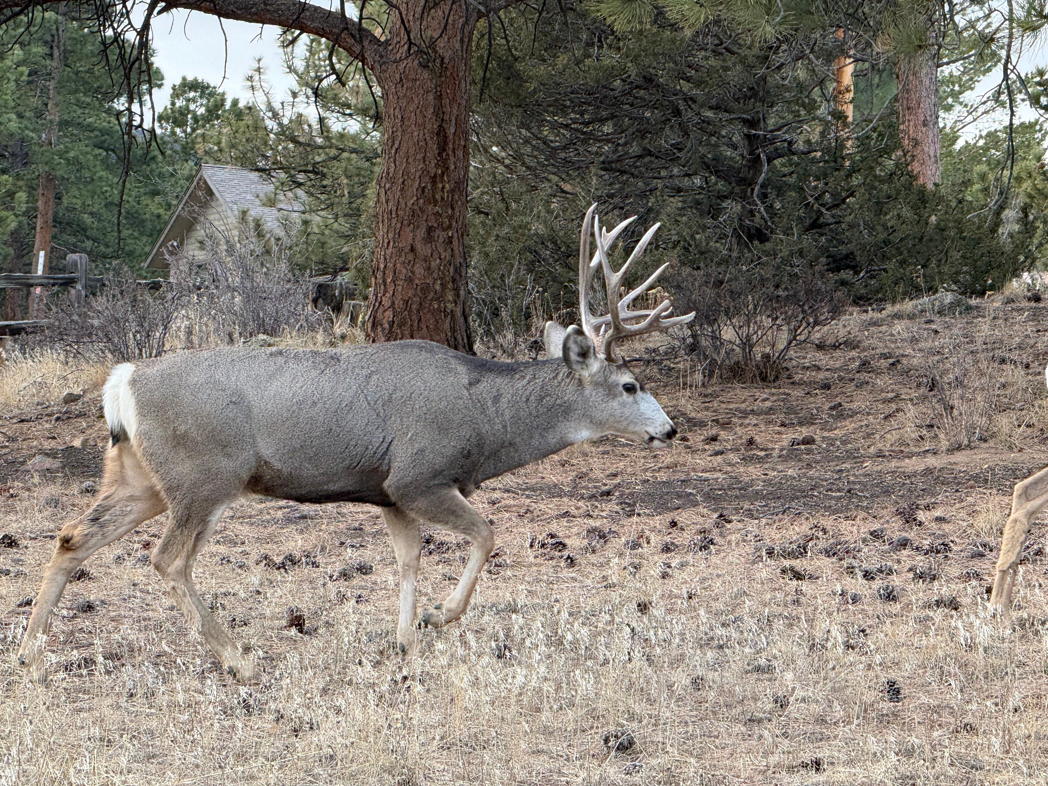 Passing through the yard