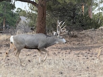 Passing through the yard