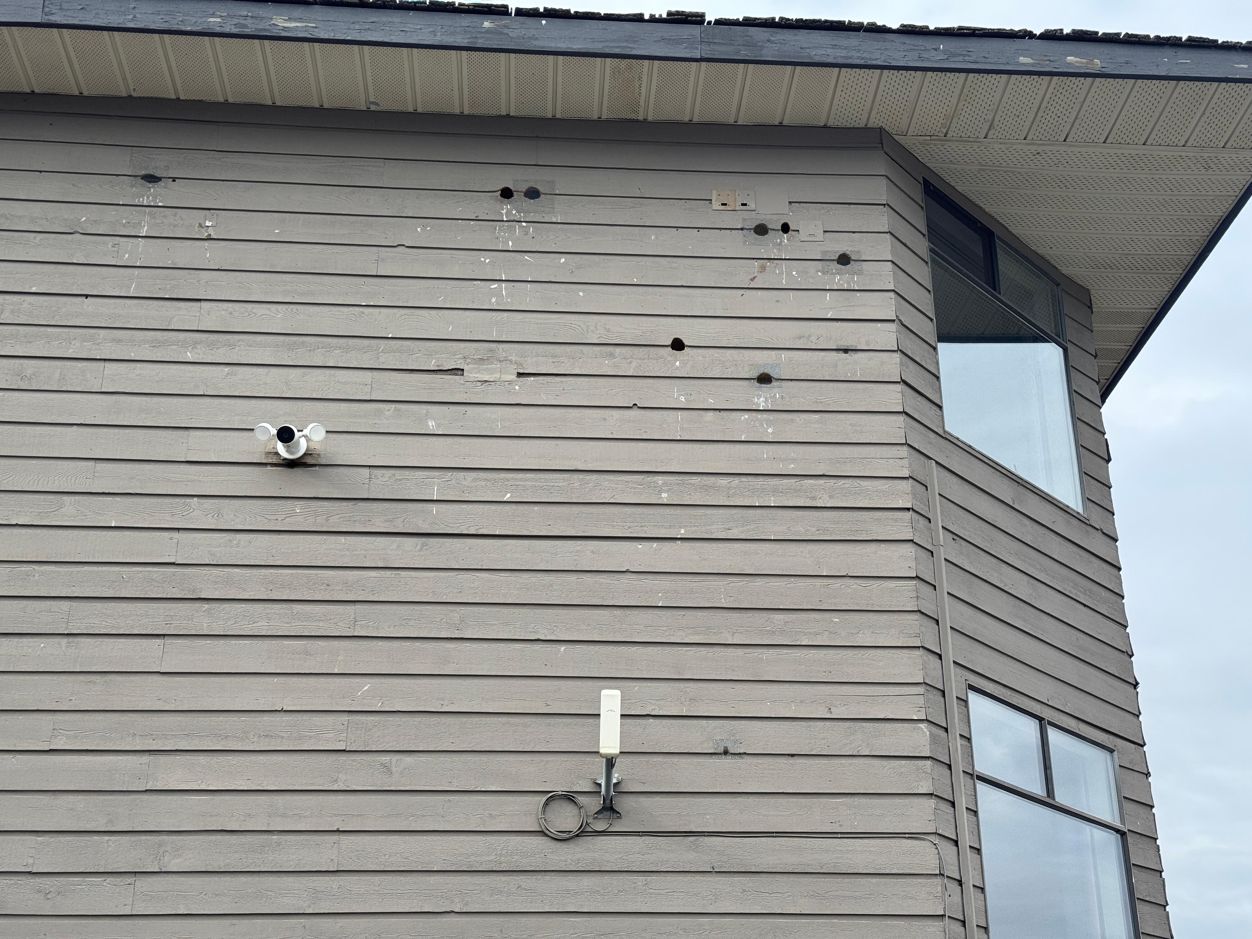Large holes from birds