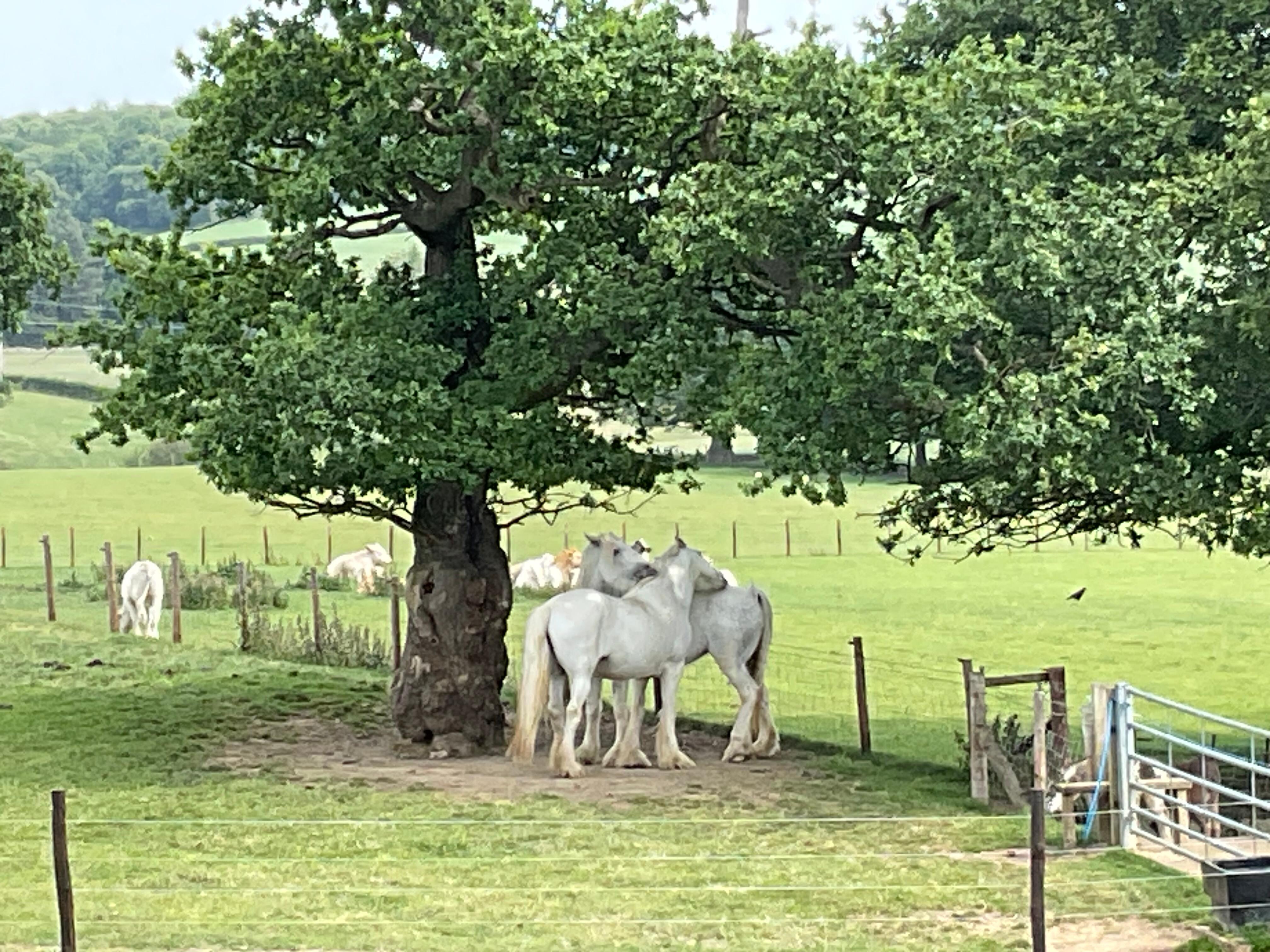 Mother and foal in field keeping cool
