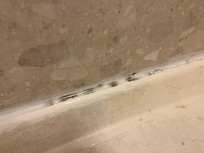 Mold?