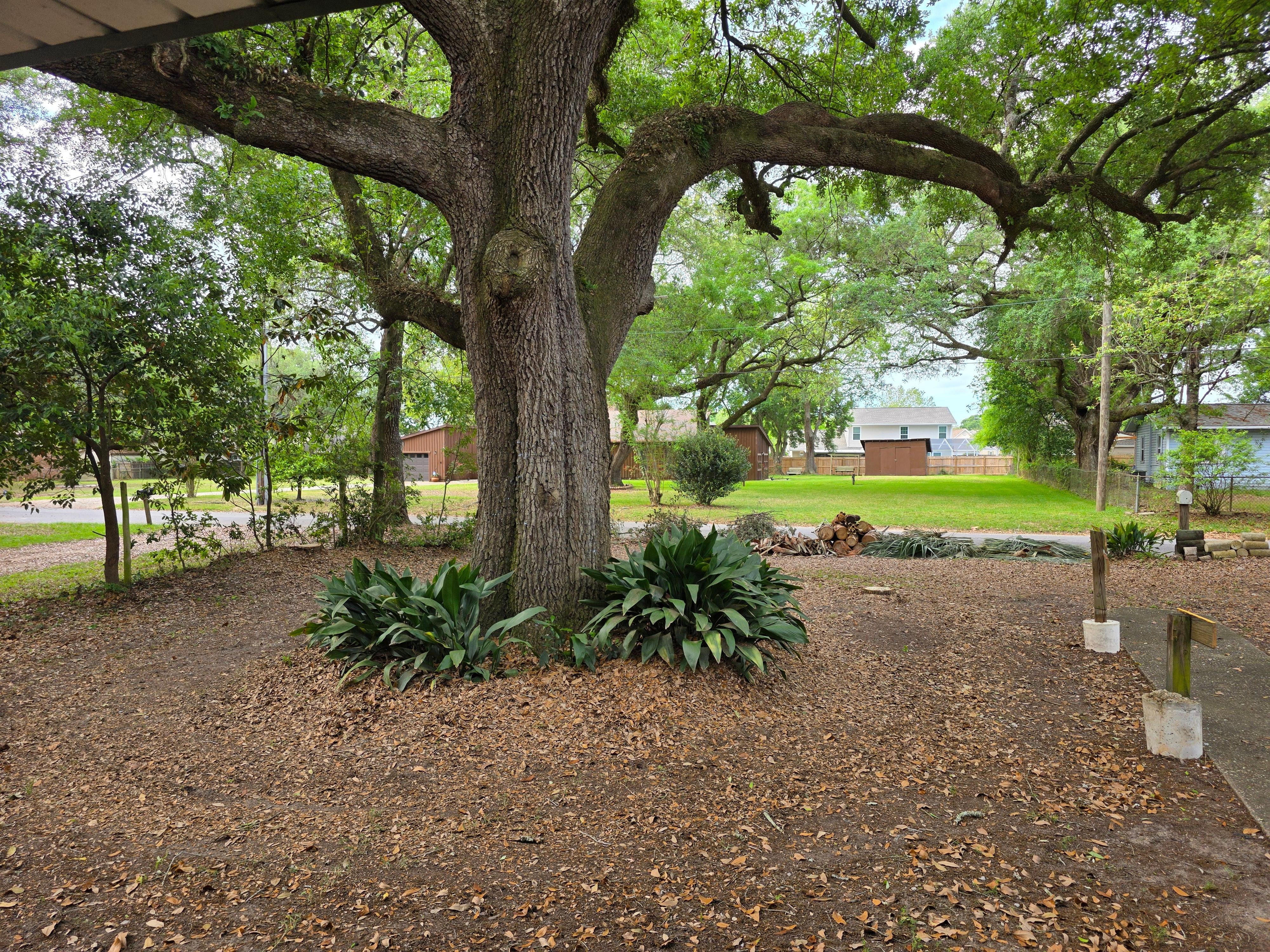 Beautiful tree in front yard
