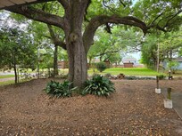 Beautiful tree in front yard