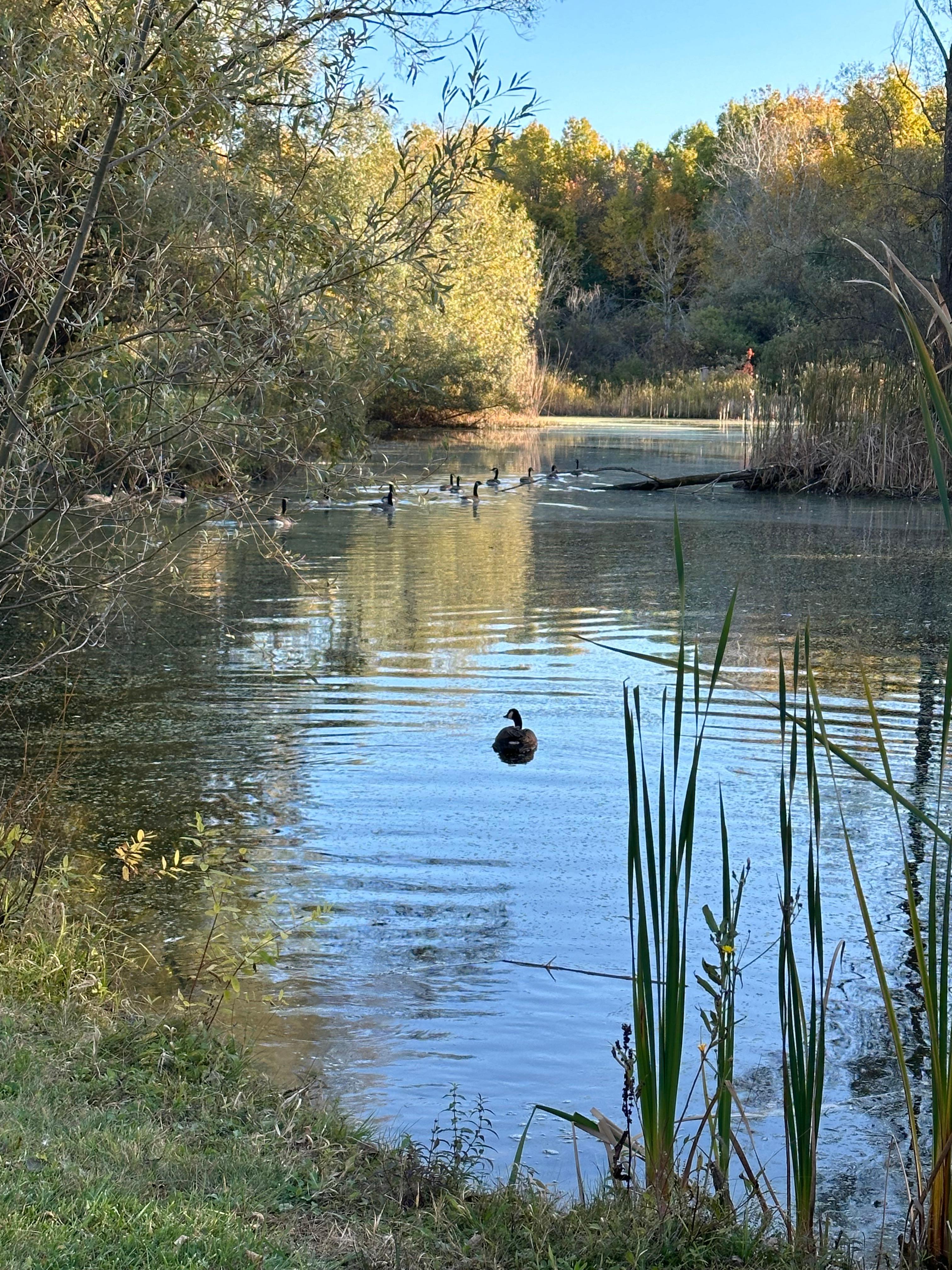 Walked on mowed trails to one of the ponds