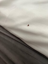 Discovered bed bugs