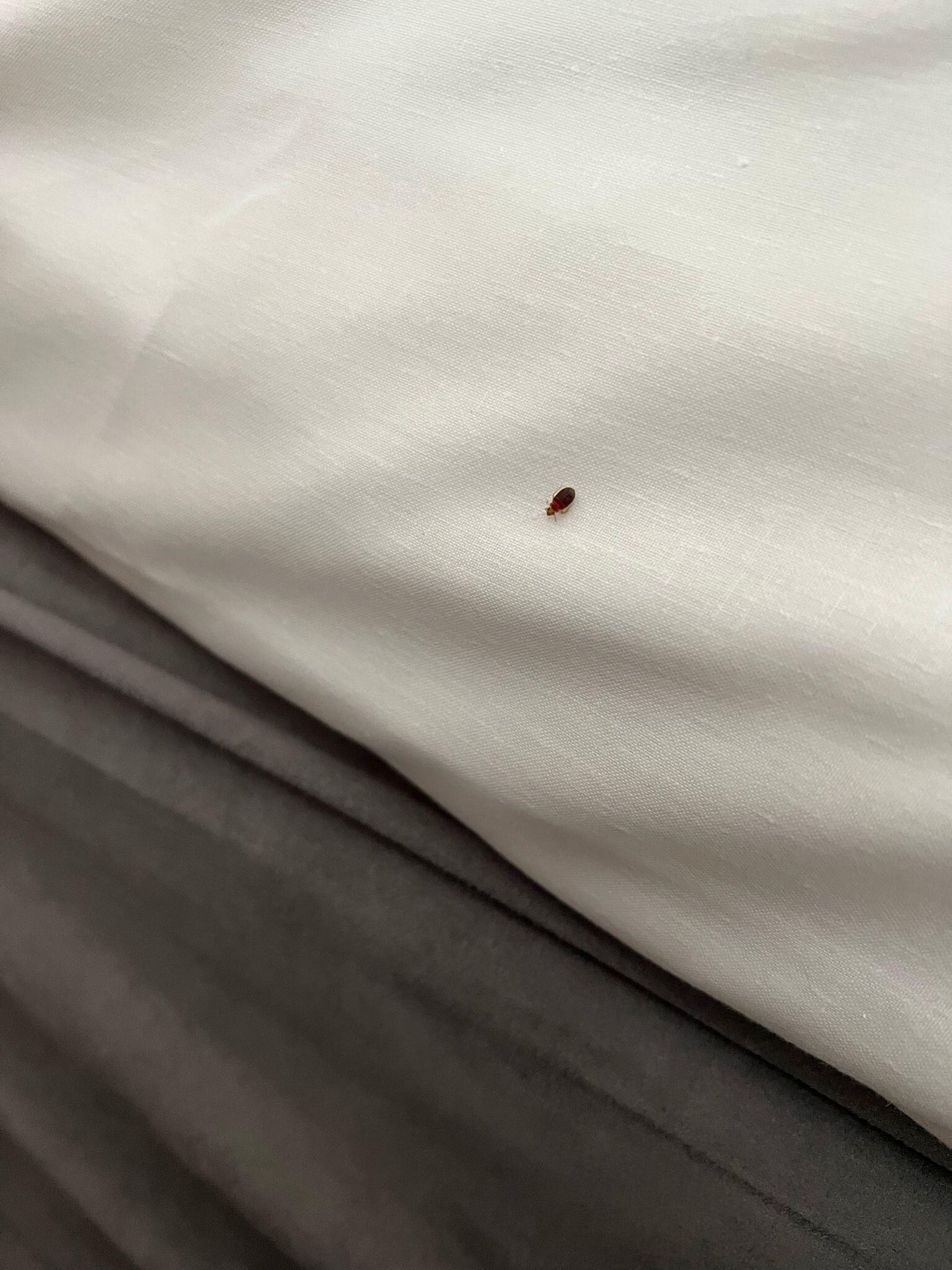 Discovered bed bugs