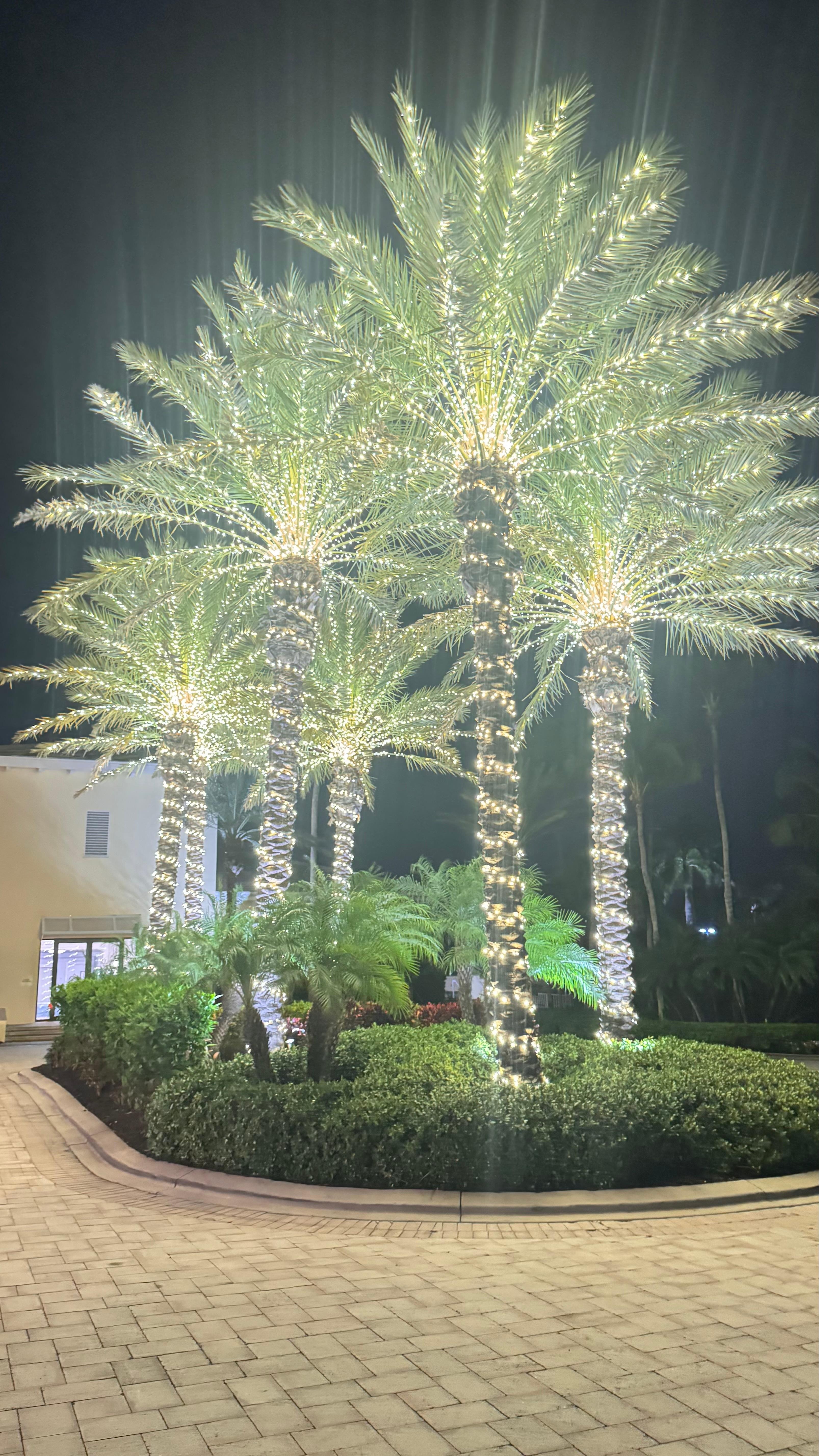 Christmas lights on property grounds