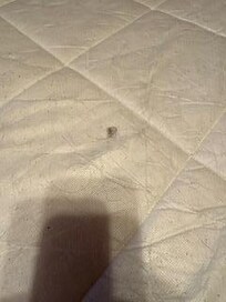 black hair all over the mattress covers, which we had to remove all of them and wash them up on arrival