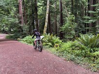 Mountain biking Arcata’s Redwood Park.