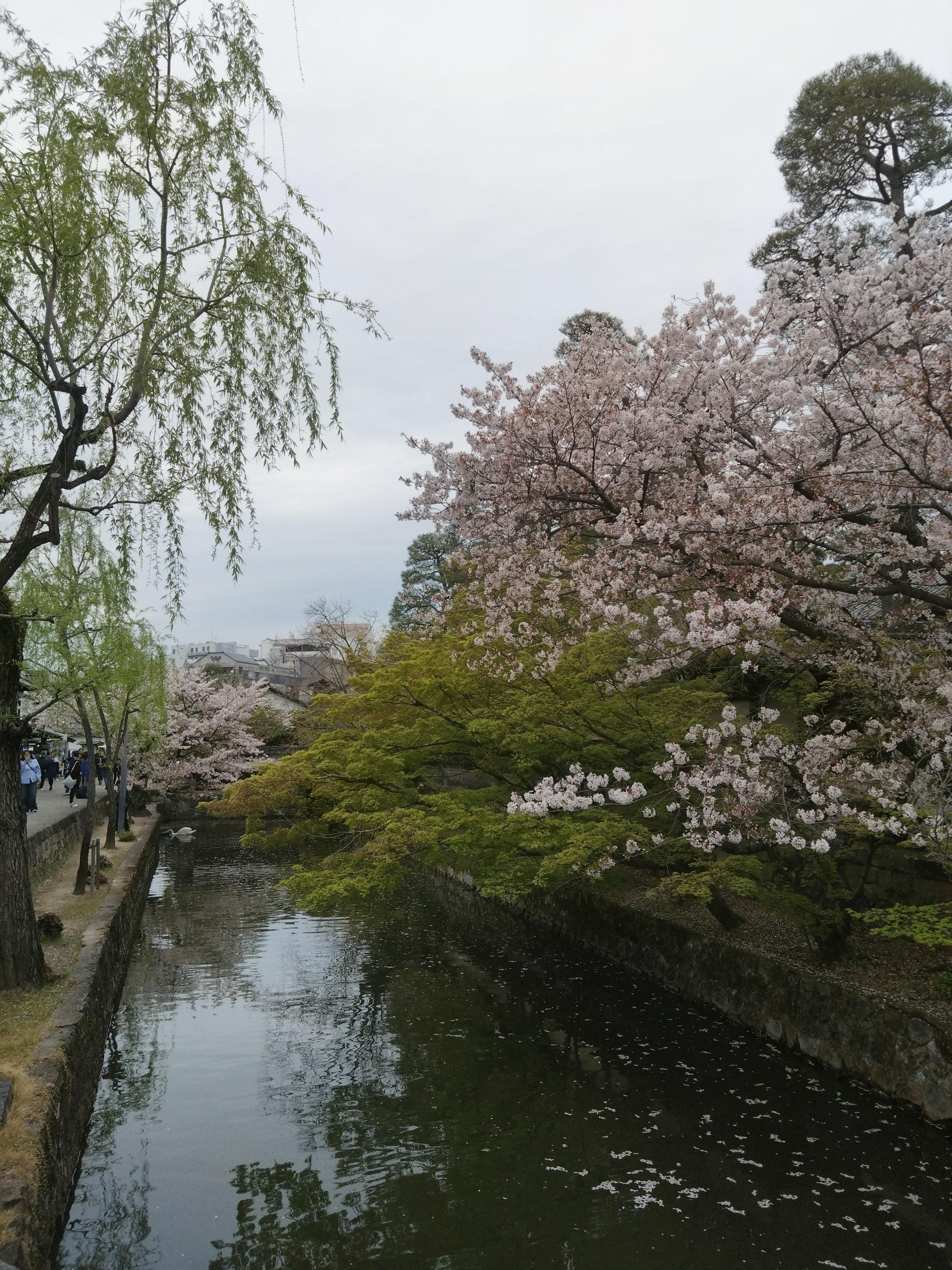 美観地区 4月上旬