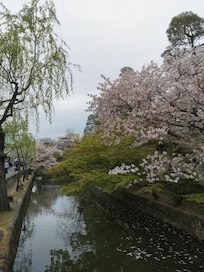 美観地区 4月上旬