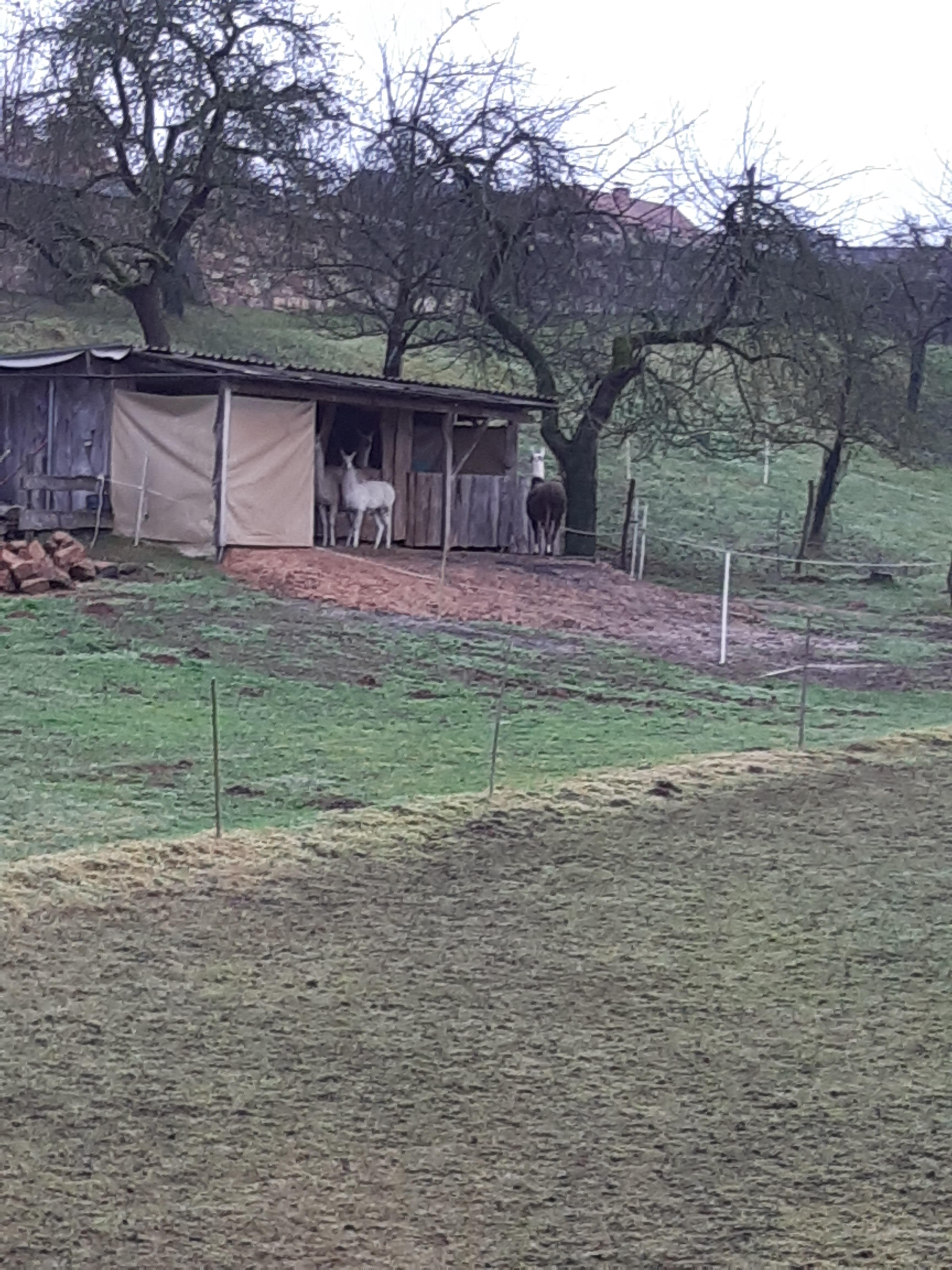 Poppenhausen Lama Farm