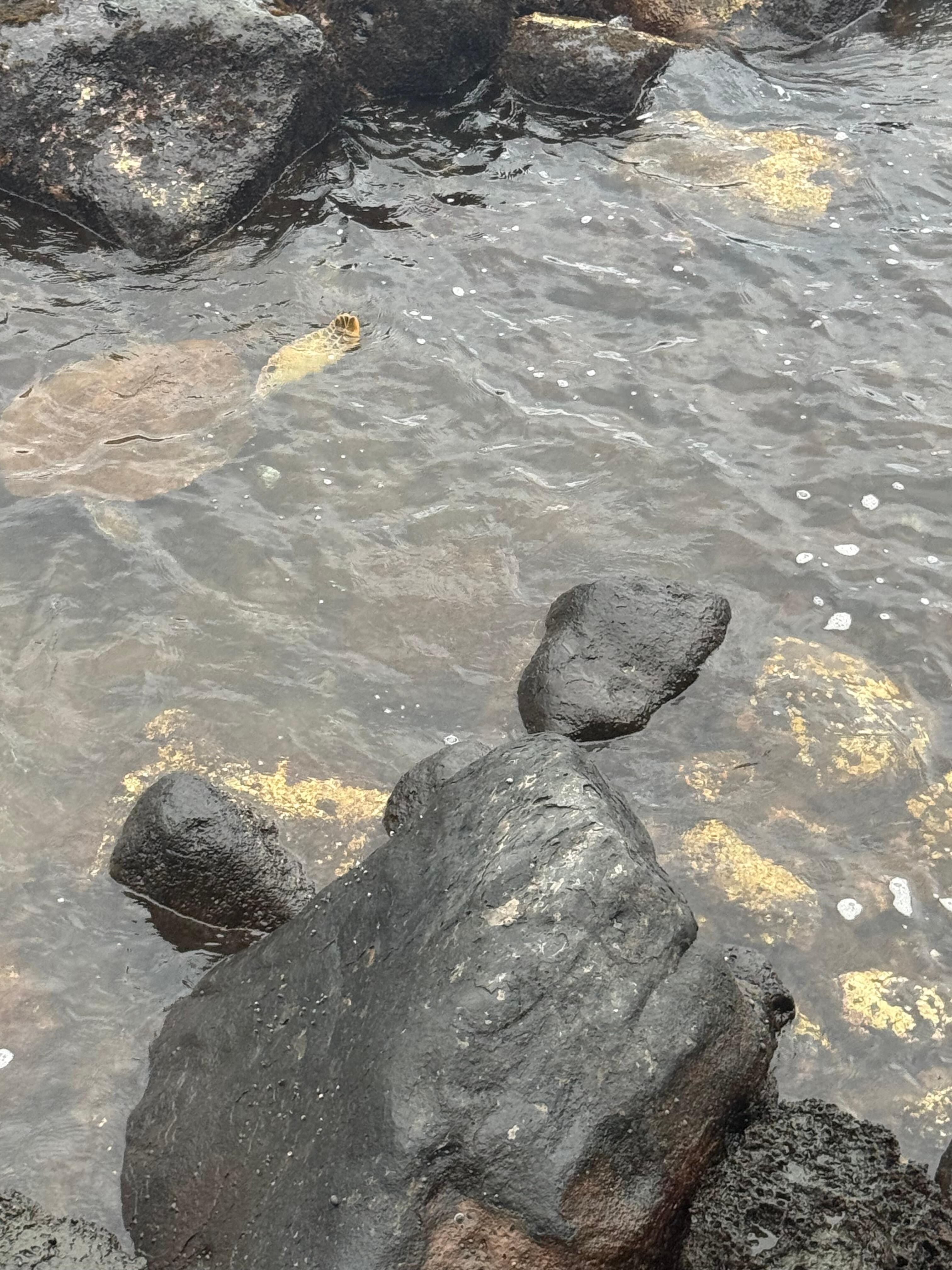 Sea turtles love the  rocks outside the condo