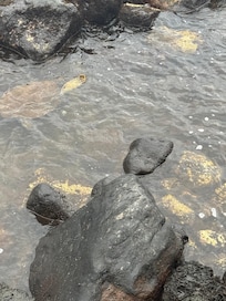 Sea turtles love the rocks outside the condo