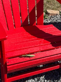 Wildlife and nature all around