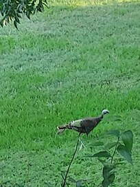 Under the hen's tail is one of her poults.