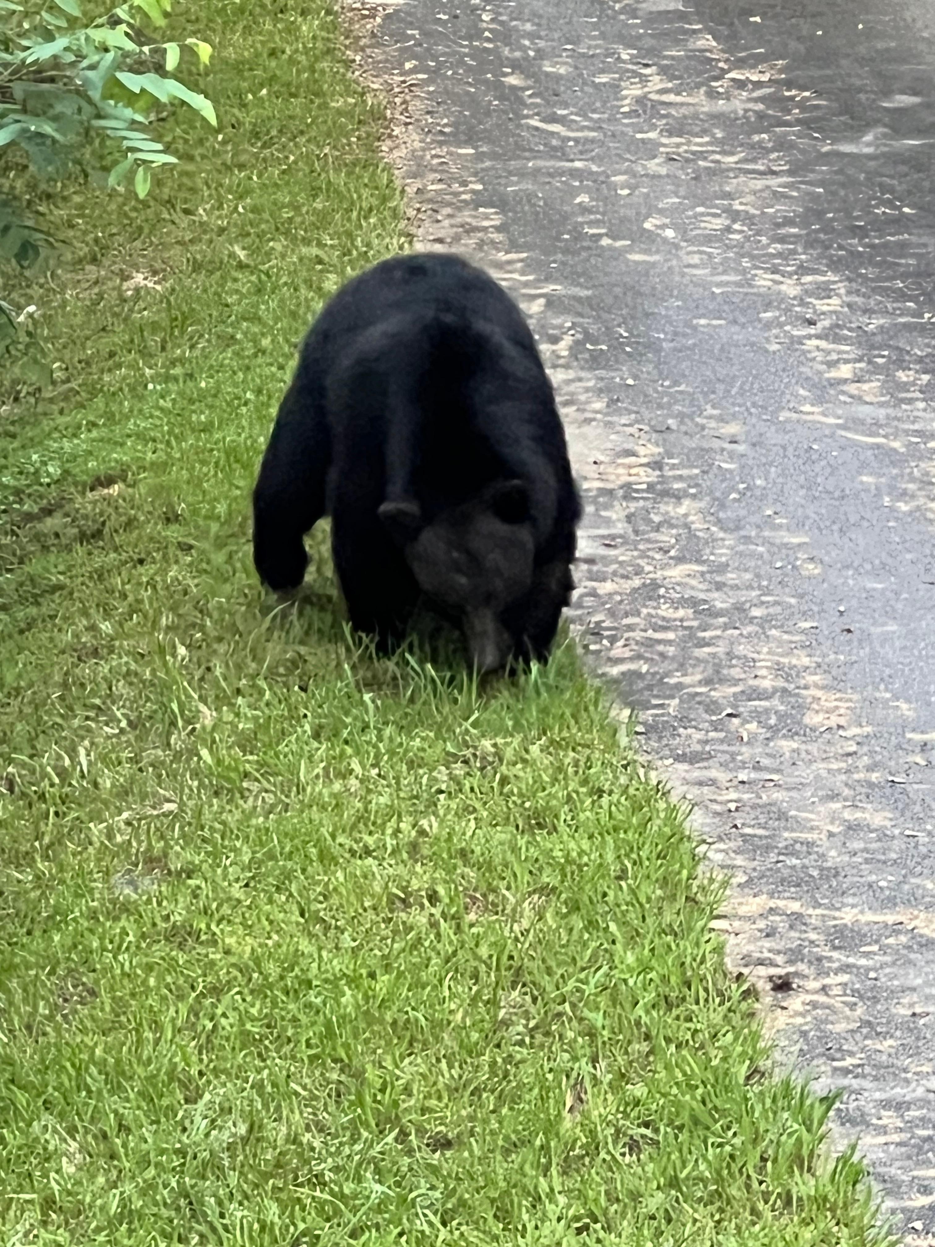 Another visitor but only came once