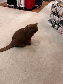 One of the two friendly hotel cats!